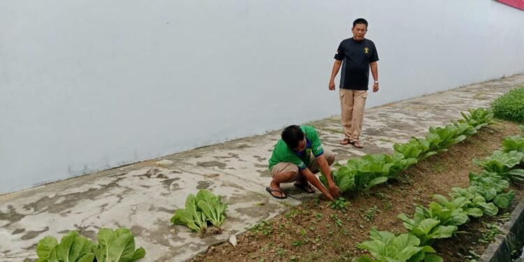 WBP Rutan Muntok Sukses Panen Sayur Sawi dari Lahan Kosong