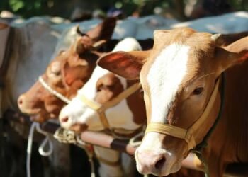 Rayakan Idul Adha 1446 H, PT SMB Salurkan 3 Sapi Qurban